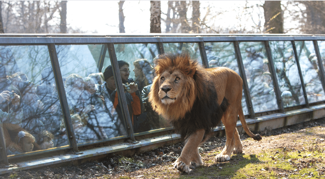Experience a day at the Thoiry ZooSafari in Paris