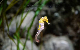 Sea Life Blackpool Ticket Manchester