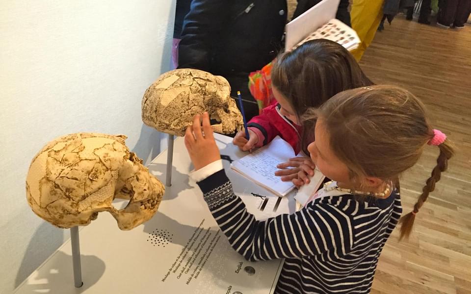 Let your kids observe skulls and heads of real people