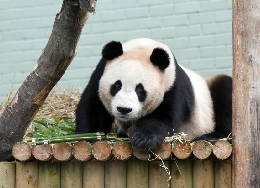 Marvel at the adorable pandas, as they play, eat, and captivate hearts with their irresistible charm