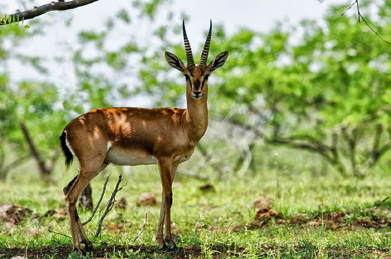 Bhagwan Mahaveer Wildlife Sanctuary, <em>South Goa</em>