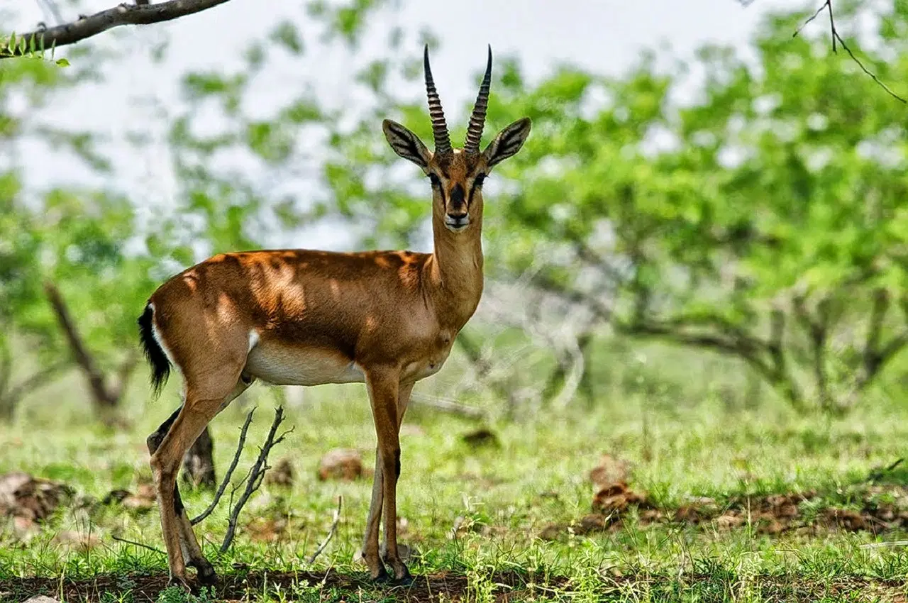 Bhagwan Mahaveer Wildlife Sanctuary