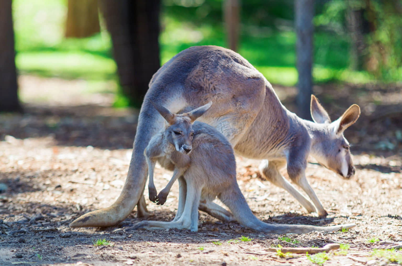 Healesville Sanctuary , <em>Melbourne</em>