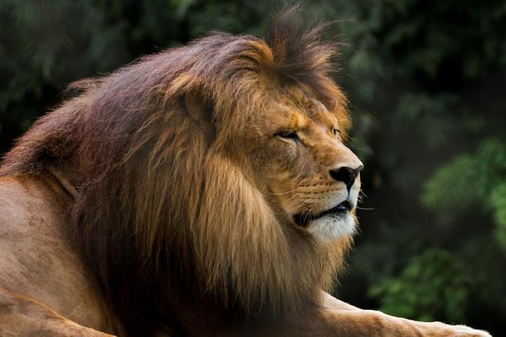 African lion in Werribee