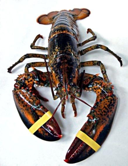 American Lobster