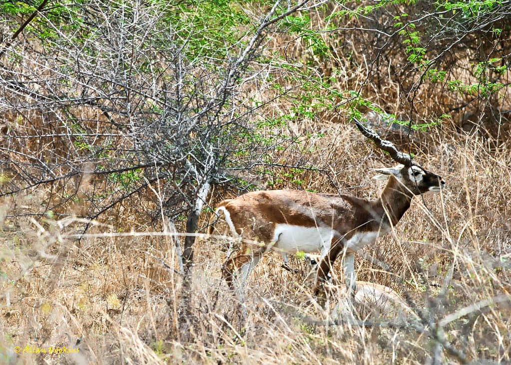 Asola Bhatti Wildlife Sanctuary, <em>Delhi</em>