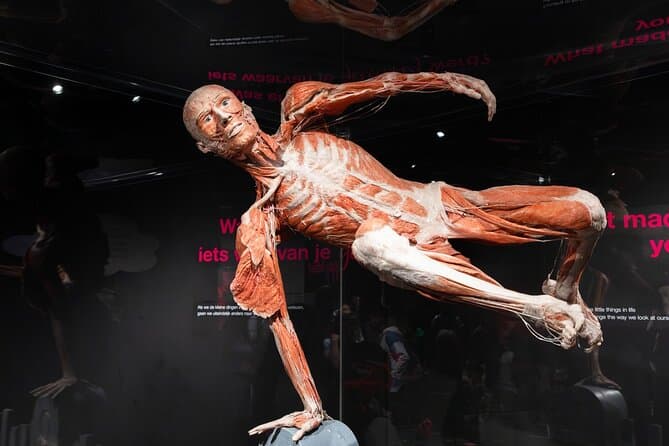 Body Worlds Amsterdam Tickets Image