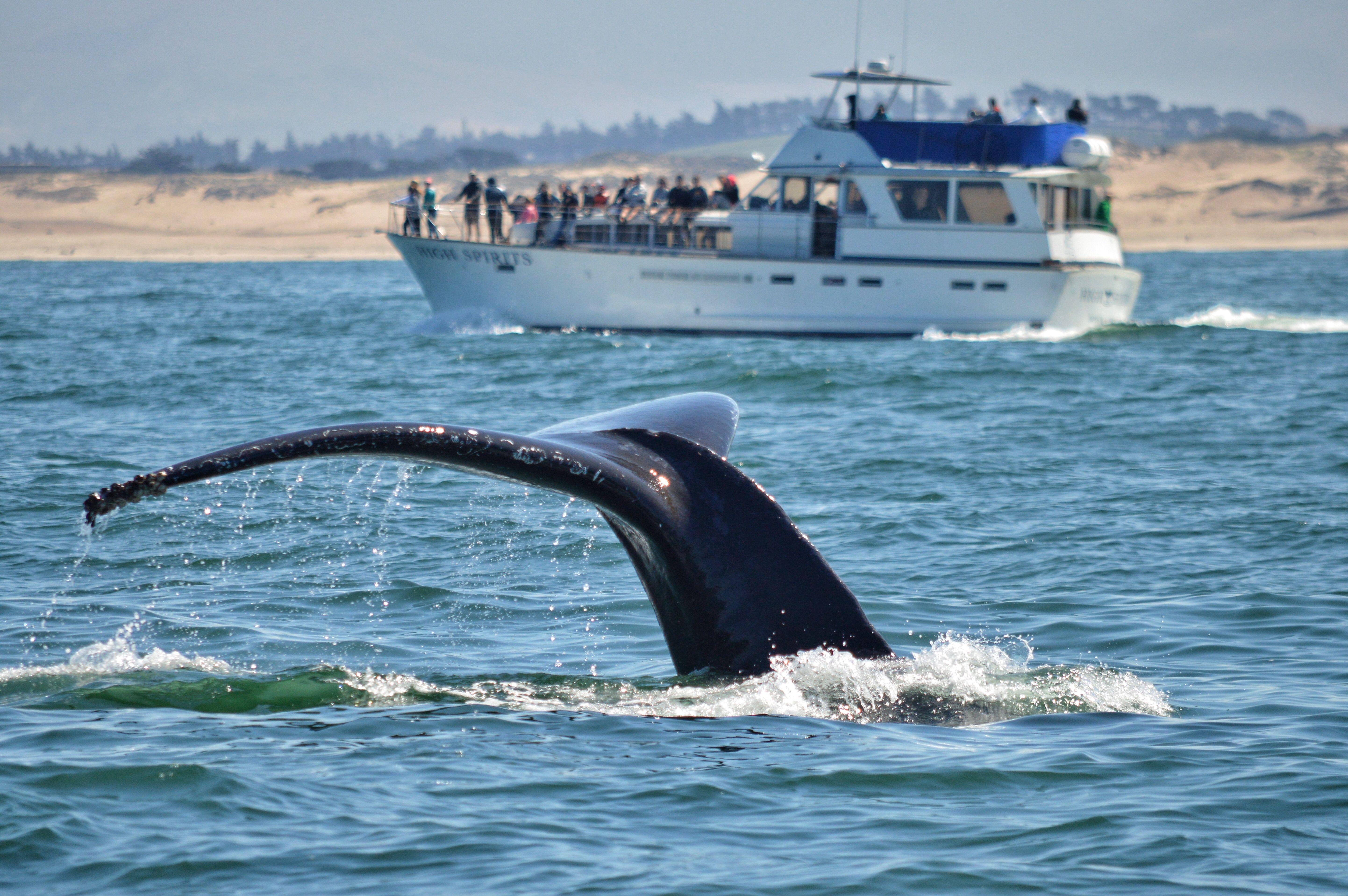 Whale at Big Sur, California