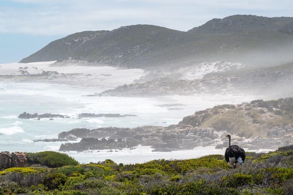 Cape Point Ostrich Farm