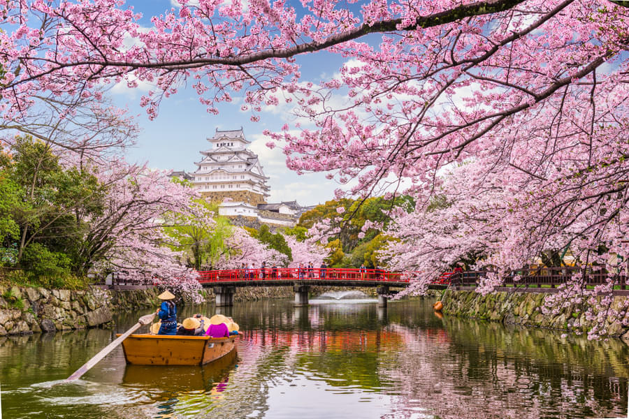 The Instagrammable Japan | Cherry Blossom Special Image