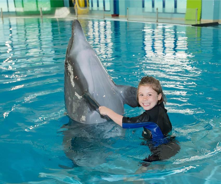 Dolphin and Seal Show