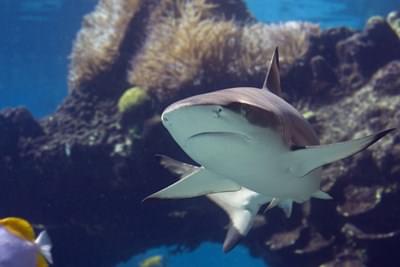 Tropical Ocean Display Zones