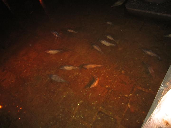 Fish and Carp at Basilica Cistern