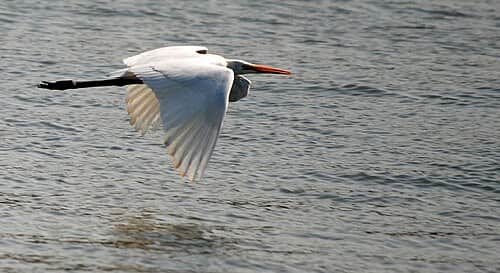 Partake in bird watching