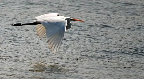 Partake in bird watching
