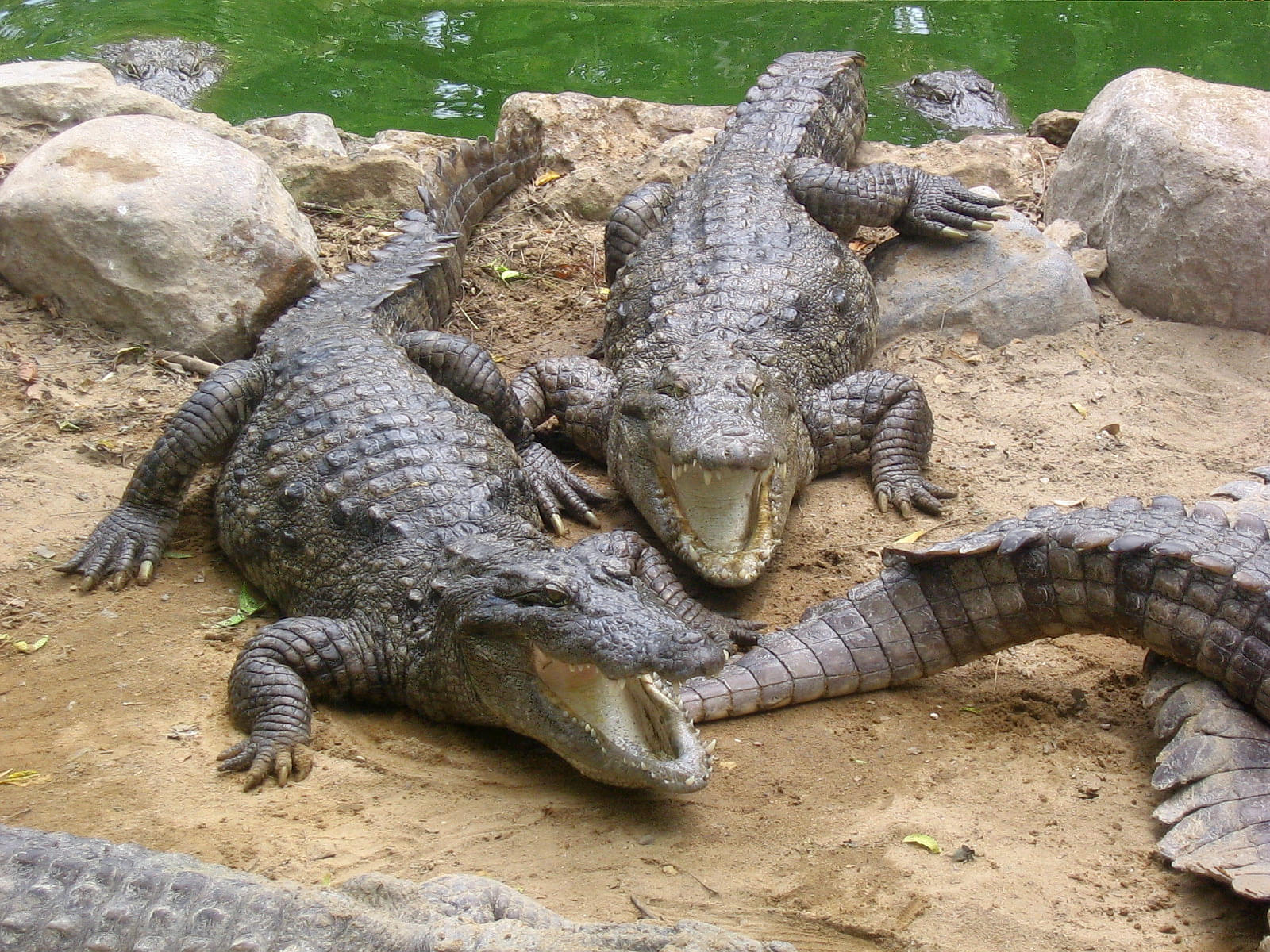 Battambang Crocodile Farm