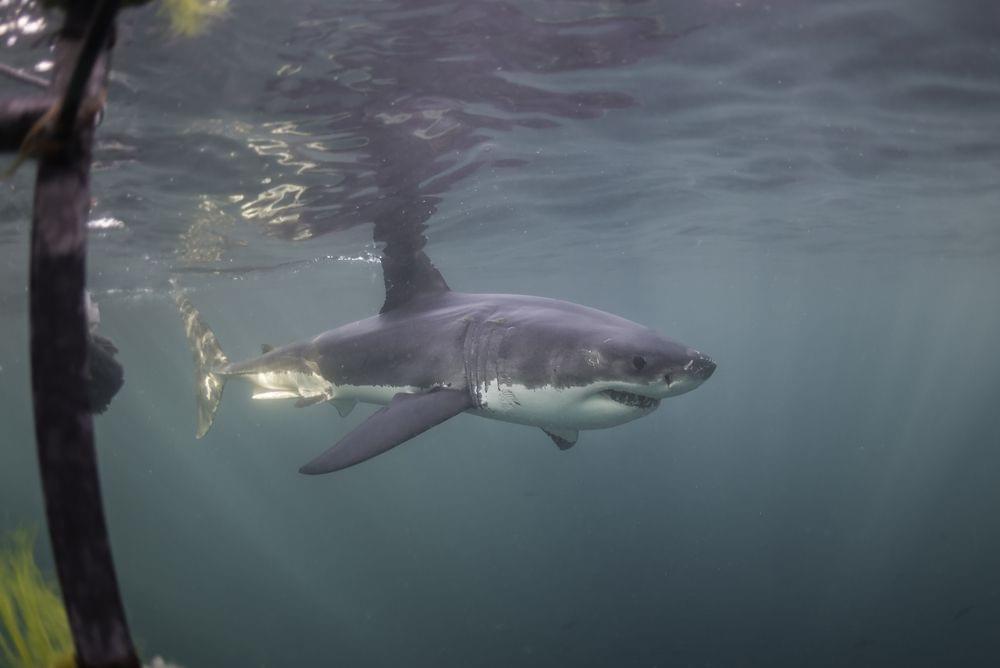 Great White Shark Tour