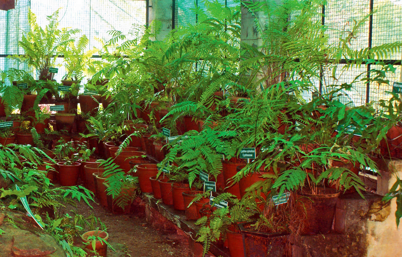 Malabar Botanical Garden And Institute For Plant Science, <em>Calicut</em>