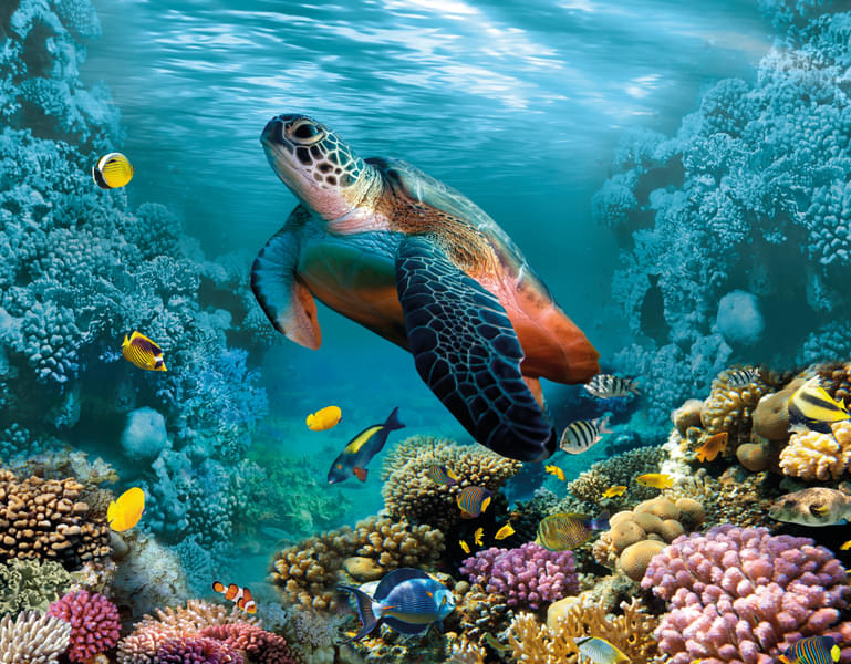 Admire the beauty of colorful turtles in the SEA LIFE