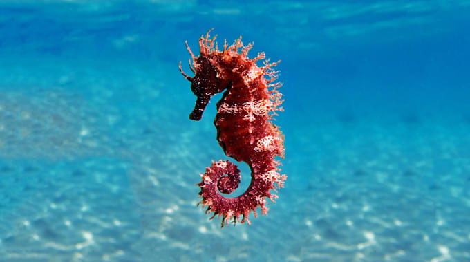 Seahorses