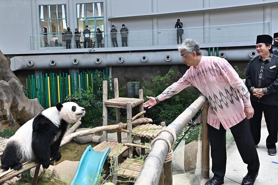 Meet the adorable pandas at the zoo's Panda Centre