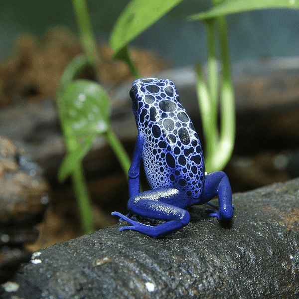 dyeing-dart-frog-1x1.png