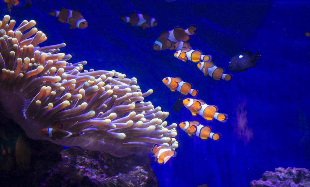 Get a chance to see lovely tropical clownfish swimming around through the transparent glass