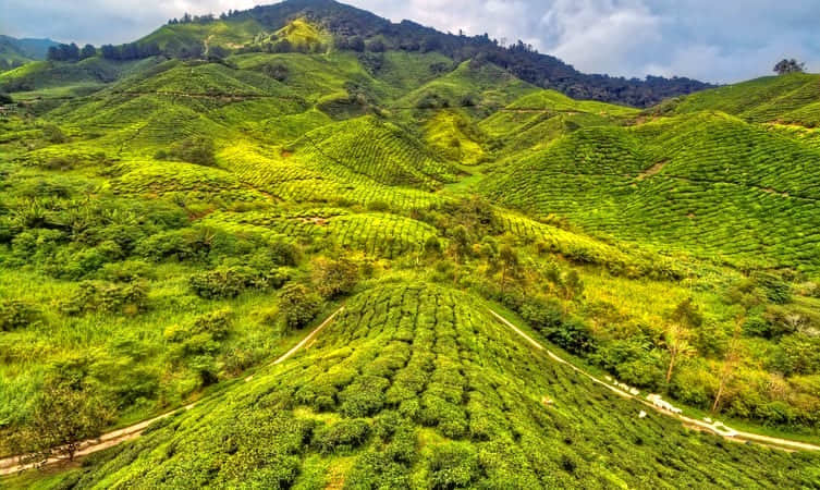 Cameron Highlands, <em>Cameron Highlands</em>