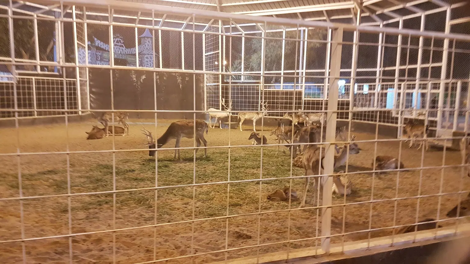 Taif Zoo