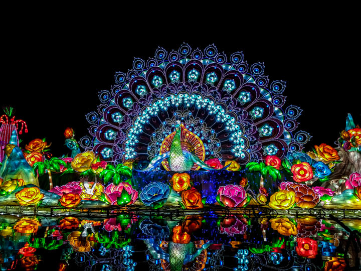 Play With The Peacock At Dubai Garden Glow