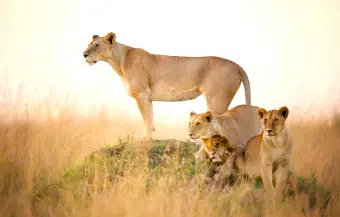 Lion spotted during safari in Masai mara
