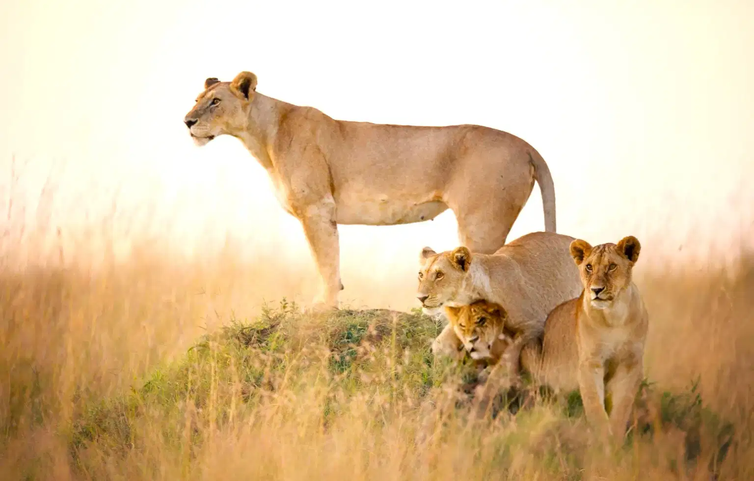 Best of Kenya | An Unforgettable Safari Adventure