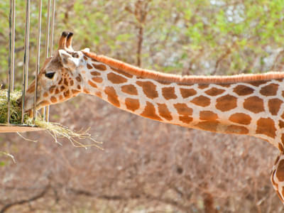Admire giraffes as they have their meals