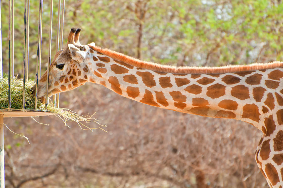 Admire giraffes as they have their meals