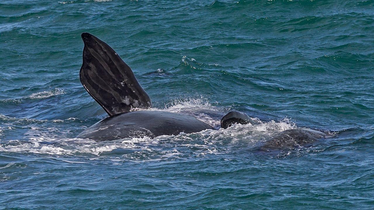 Hermanus Whale Watching Tours