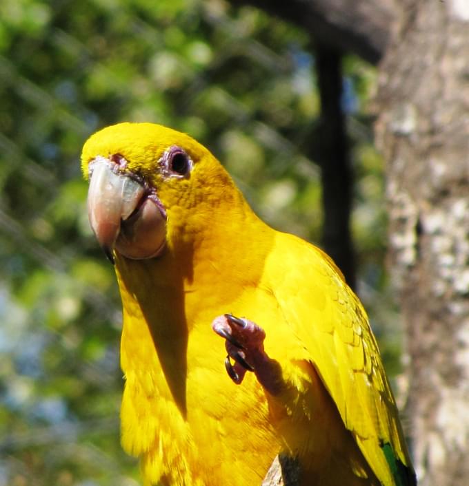 Parrot in Gramado Zoo