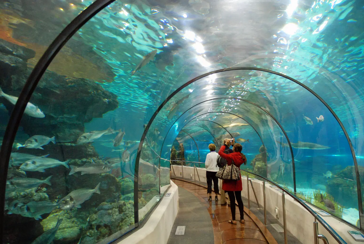 Underwater Zoo