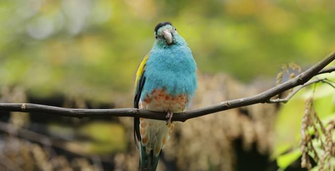 Golden shouldered Parrot