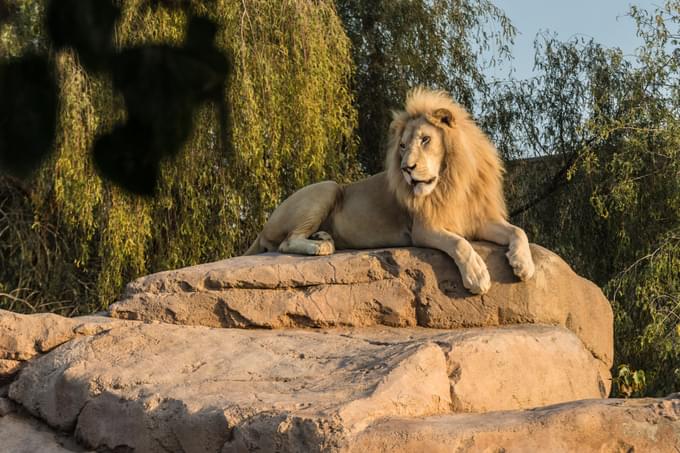 Al Ain Zoo Dubai