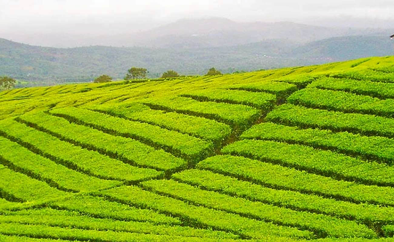 Tea Gardens