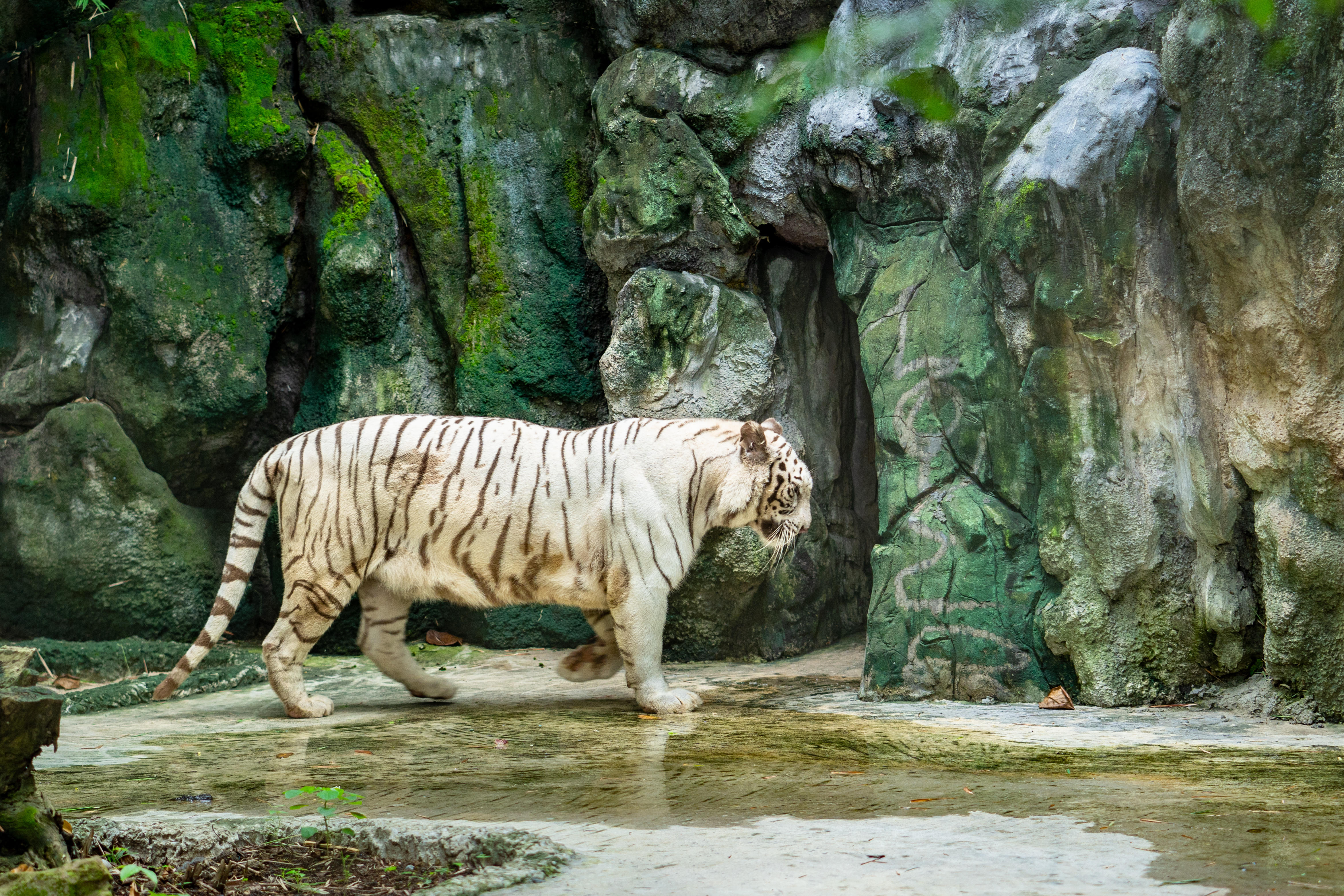 Tiger in Safari World Bangkok