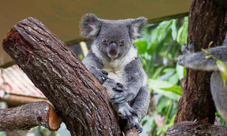 Kuranda Koala Gardens