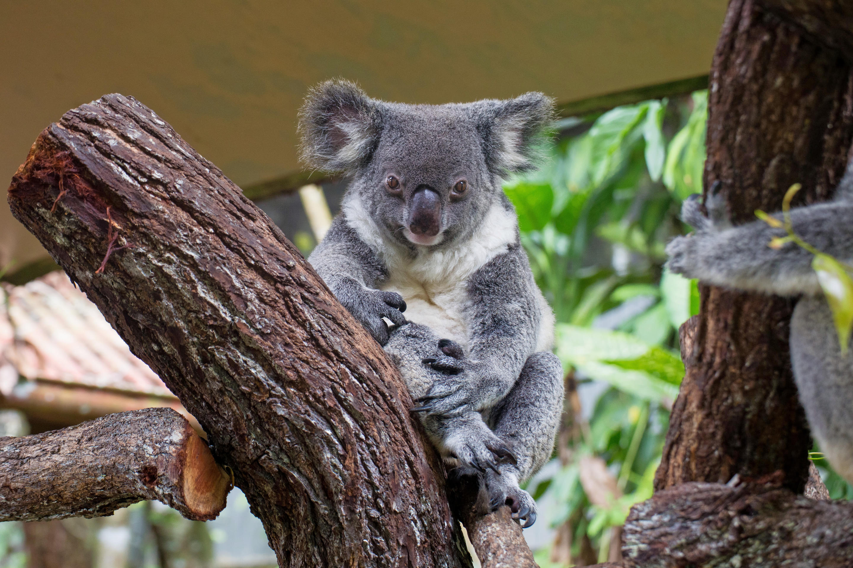 Kuranda Koala Gardens Overview