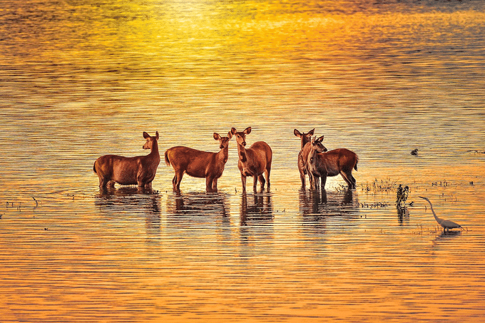 Sambar Deer at Kaziranga National Park
