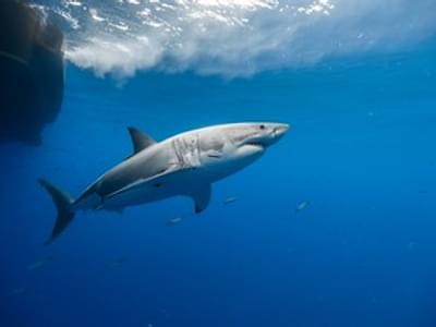 Shark Walker in Dubai Aquarium | Embrace Thrills Beneath the Waves