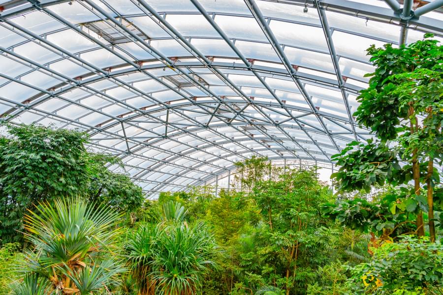 Feel the atmosphere of well stored tropical madagascar rainforest inside the Masoala Hall