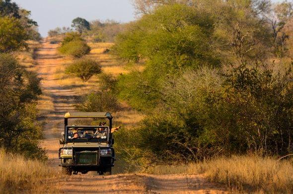 kruger park safari