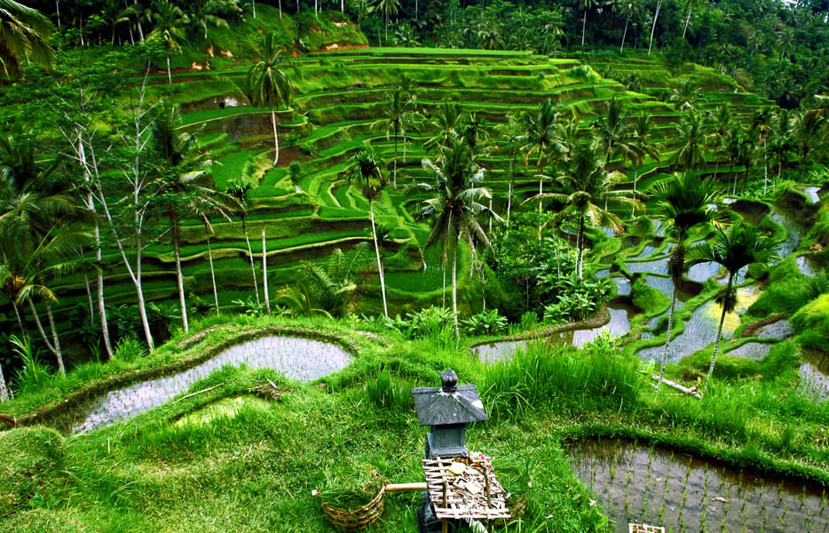 Your next destination is Tegalalang Rice Terrace