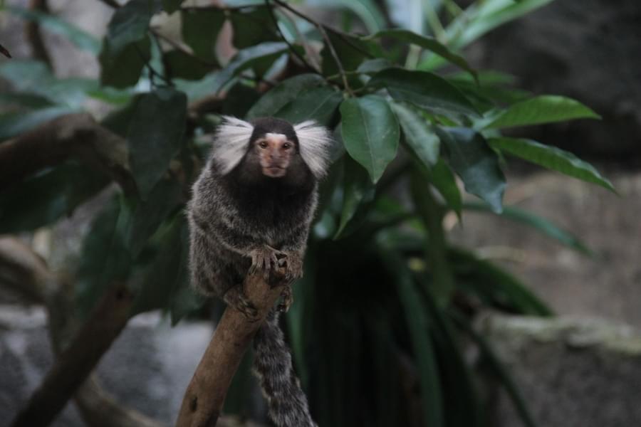 Tropical Rainforest.jpg