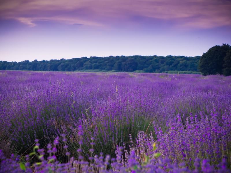 Wander Through A Field of Lavender